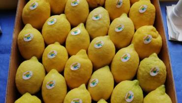 Lemon growers protect local products